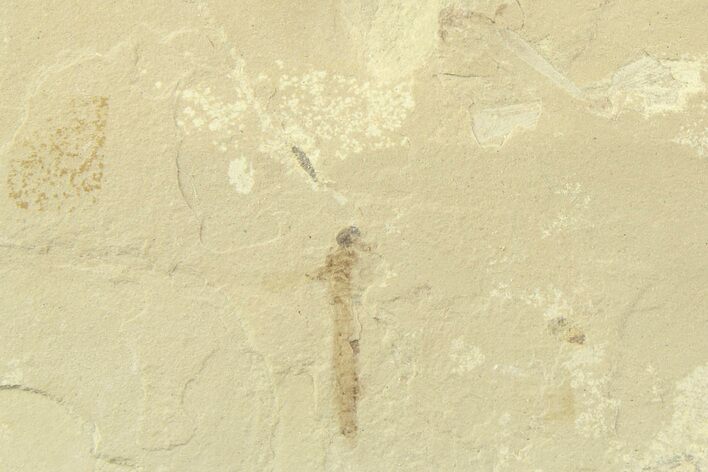 Detailed Crane Fly (Tipulidae) Fossil - Green River Formation #360253